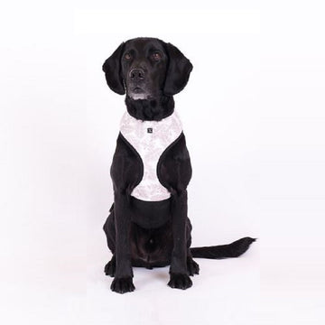 Petsleisure Pet Collars & Harnesses